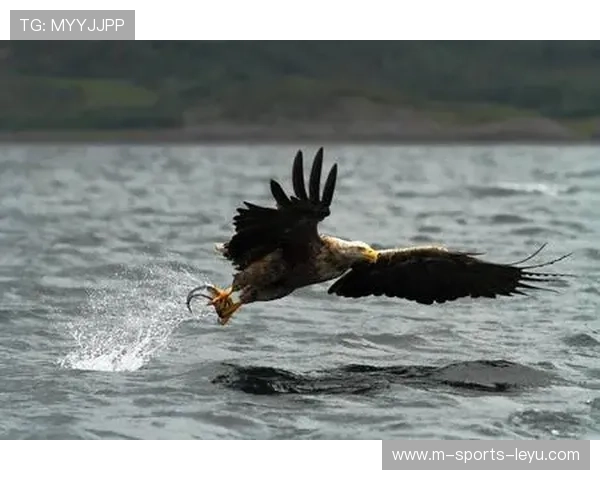 海鹰的拼劲太足了，每个回合都拼命，海鹰长什么样啊